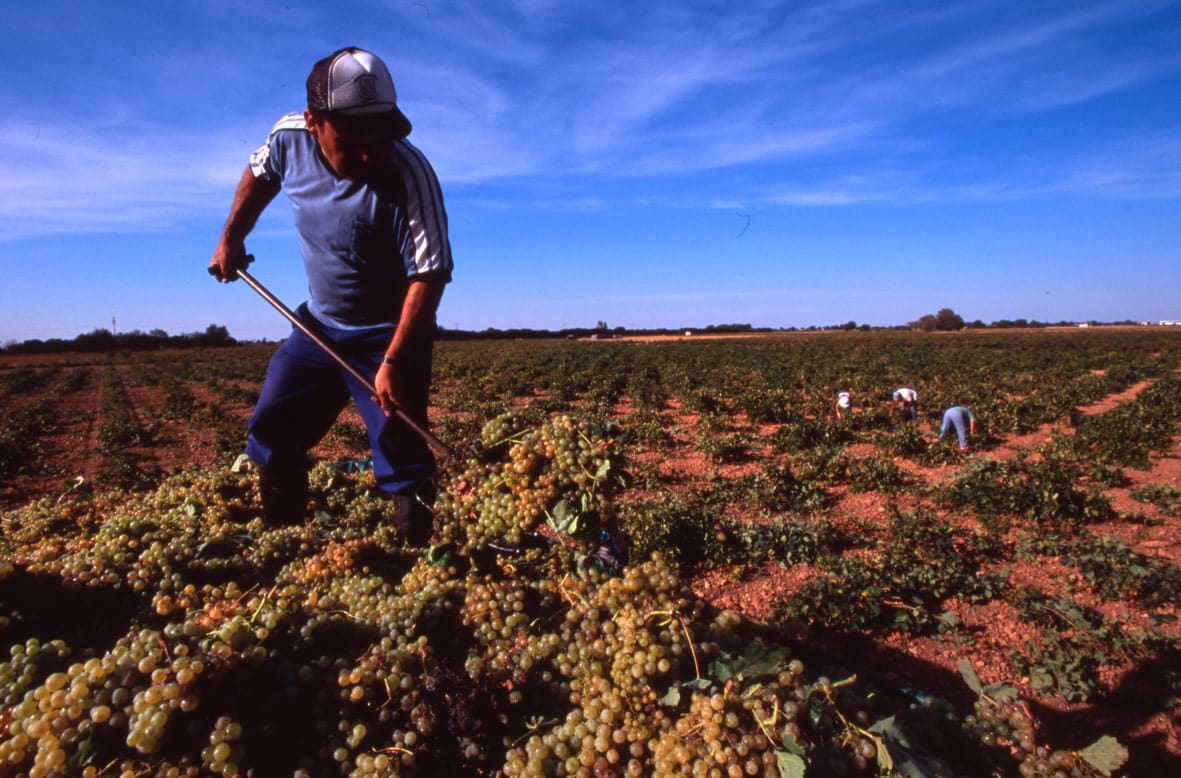 La CE aprueba medidas excepcionales para apoyar a los sectores vitivinícola y hortofrutícola