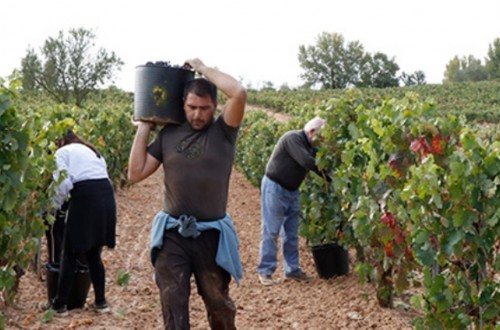 Agricultura fue la actividad donde más porcentualmente descendió el paro en septiembre