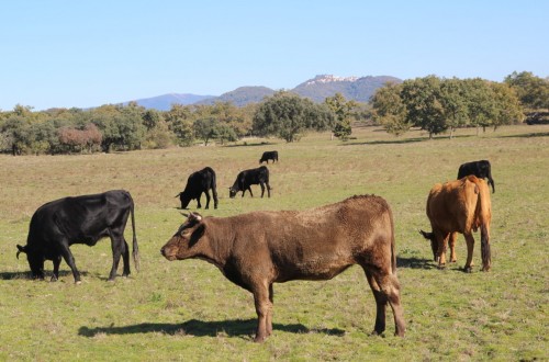 Aprobada la nueva extensión de norma de la carne de vacuno