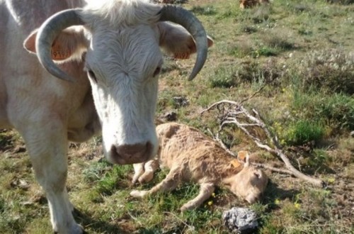 Las OPAs presentan recurso contencioso ante la AN contra la Orden del Miterd que incluye al lobo en el LESPRE