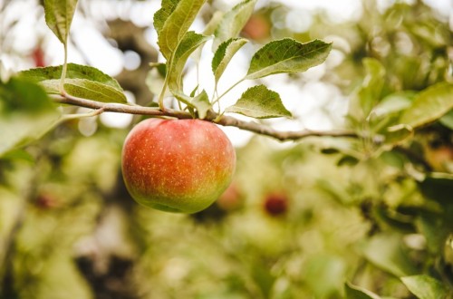 Estudio de Afrucat: las manzanas que importa España generan unas emisiones de 10 millones de kg anuales de CO2