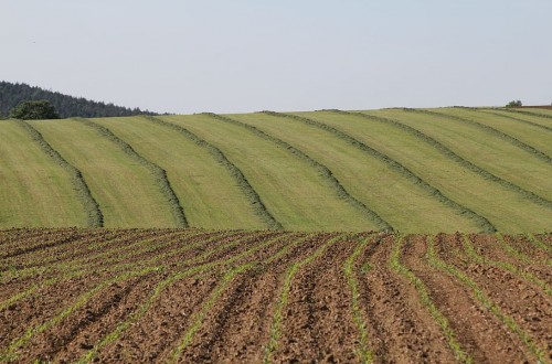 Las siembras de los cultivos de otoño-invierno avanzan en buenas condiciones en la mayor parte de Europa