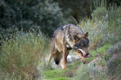 Las cuatro CC.AA. “loberas” irán legalmente hasta el final en su rechazo a la inclusión del lobo en el LESPRE