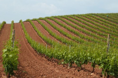 Las autorizaciones de nueva plantación de viñedo se limitarán al mínimo del 0,1% y a 946 ha en 2022