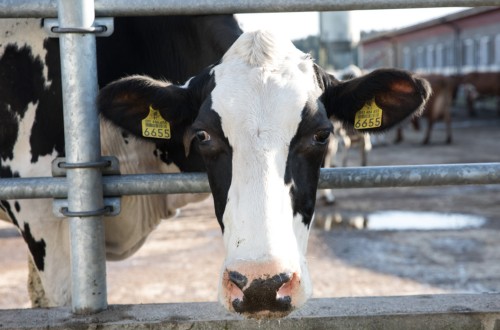 El MAPA persigue que los contratos de compraventa de leche se ajusten “con rapidez” a los costes de producción