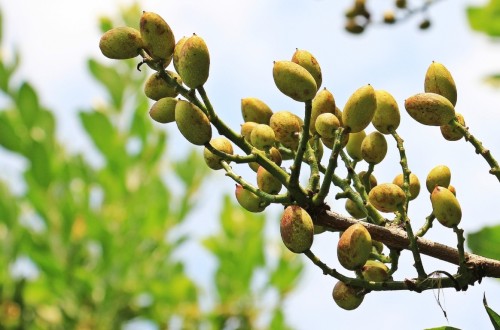 El cultivo de frutos secos continúa en expansión ante el repunte de la demanda