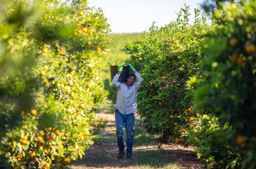 La ocupación en la actividad Agricultura aumentó un 7,4% y quedó en 840.100 empleados al término de 2021