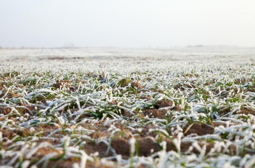 Los cultivos de invierno en Europa están en un estado vegetativo entre regular y bueno