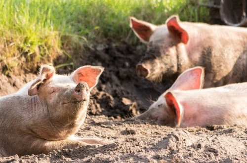 La Eurocámara calma al sector sobre la aplicación del bienestar animal en las explotaciones ganaderas