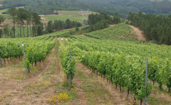 El mildiu del viñedo en la gestión integrada