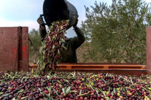 La producción nacional de aceite de oliva superó ya 1,3Mt hasta finales de enero