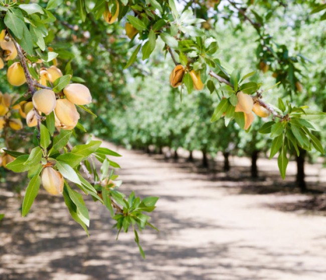 Asaja Granada reclama incluir a la provincia en las ayudas por sequía a frutos secos