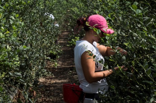 Los empresarios agrarios deploran una reforma laboral ajena a la realidad del campo español