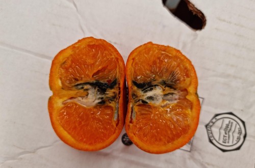 El sector citrícola  valenciano considera un “hito” el tratamiento en frío para las importaciones de naranja