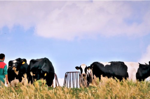 Las entregas a compradores de leche cruda de vaca en España se elevaron a cerca de 7,5 Mt en 2021