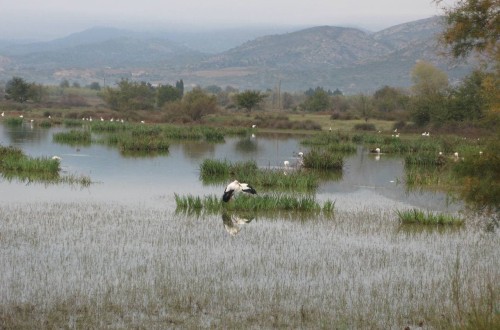 Confirmados 4 nuevos casos de “gripe” aviar en aves silvestres de las provincias de Ávila y Girona