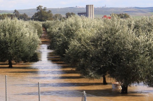 Agroseguro cubre los daños por la dana y se compromete a agilizar el pago a los afectados