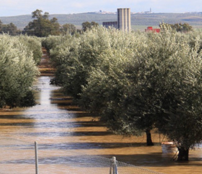 Agroseguro cubre los daños por la dana y se compromete a agilizar el pago a los afectados