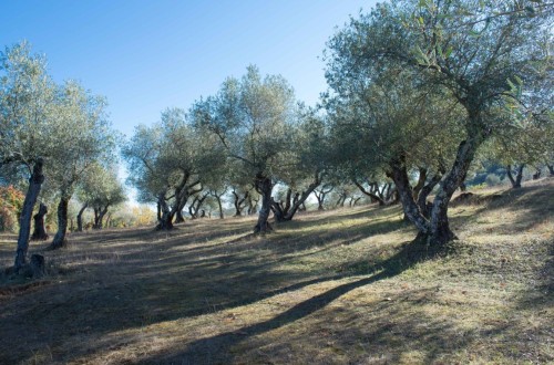 El MAPA eleva la producción de aceite de oliva a 1,4 Mt con menos ventas y un mayor stock final en 2021/22