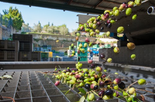 La producción nacional de aceite de oliva se acerca a 1,5 Mt con fuertes subidas de precios en el mercado