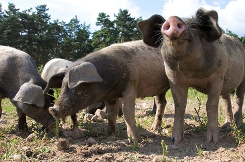 Bruselas convoca la primera reunión del Grupo Europeo de Reflexión sobre la Carne de Porcino