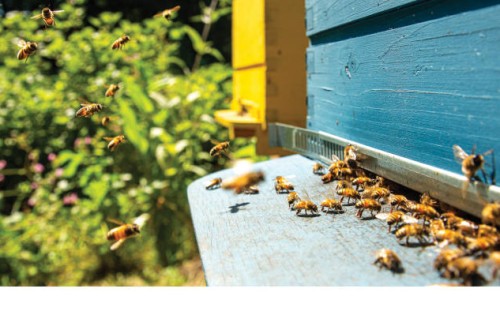 Un estudio “piloto” de la UE plantea la selección de abejas melíferas resistentes a la varroa