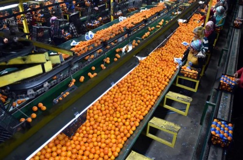 Turquía sigue acaparando con el 60% los rechazos en frutas y hortalizas por contener materias activas no autorizadas o por superar los LMR