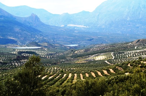 La CE prevé un 10% más y 2,25 Mt de producción de aceite de oliva en la campaña 2021/22