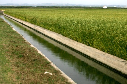 El PE aprueba incluir la cláusula de salvaguardia automática para proteger al arroz comunitario de las importaciones