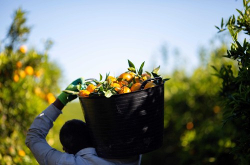 La ocupación en el sector agroalimentario se elevó a 1.334.600 personas en el primer trimestre de 2022