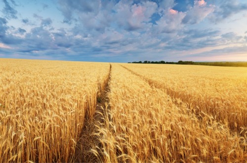 La UE establecerá corredores para ayudar a Ucrania a exportar sus productos agrarios