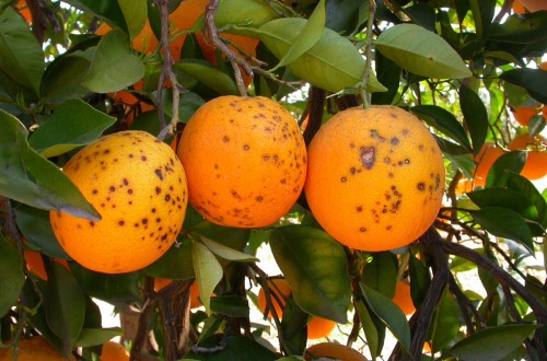 Aprobado el tratamiento en frío para naranjas importadas de terceros países con la plaga de la “falsa polilla”