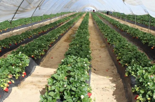 La superficie de cultivo de frutos rojos experimenta un fuerte aumento en la vecina Portugal