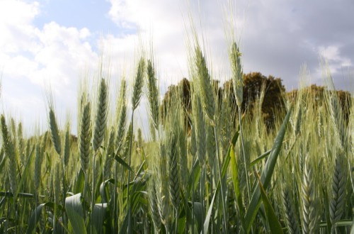 A partir de julio, los Veintisiete deberán presentar declaraciones mensuales de sus existencia de cereales y oleaginosas