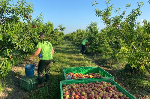 La cosecha nacional de fruta de hueso caerá más de un 30% y la UE recupera el potencial productivo en 2022/23