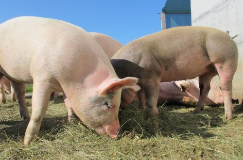 Preocupación por el foco de PPA en una granja porcina ecológica de Alemania a solo 7 Km de la frontera francesa