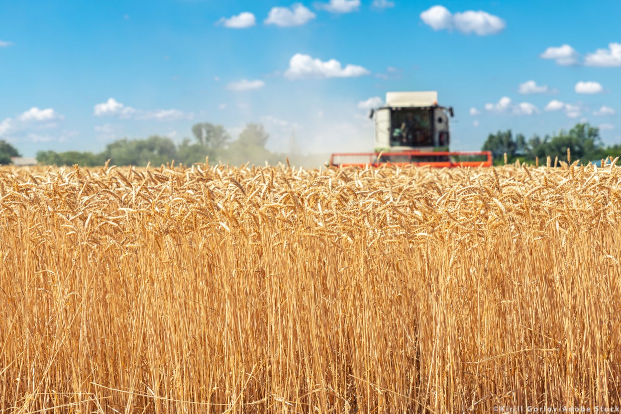 ASAJA avanza recorte del 21% y de 4,1 Mt de la cosecha de cereales de invierno en 2022/23