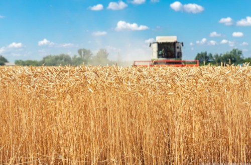 ASAJA avanza recorte del 21% y de 4,1 Mt de la cosecha de cereales de invierno en 2022/23