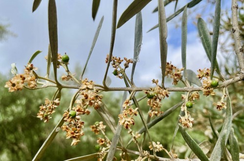 ¿Cómo está evolucionando la fructificación de la aceituna en España?. Por AEMO