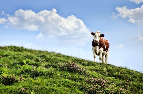 El precio medio de la leche de vaca en origen escaló hasta 0,42 €/l en abril pasado