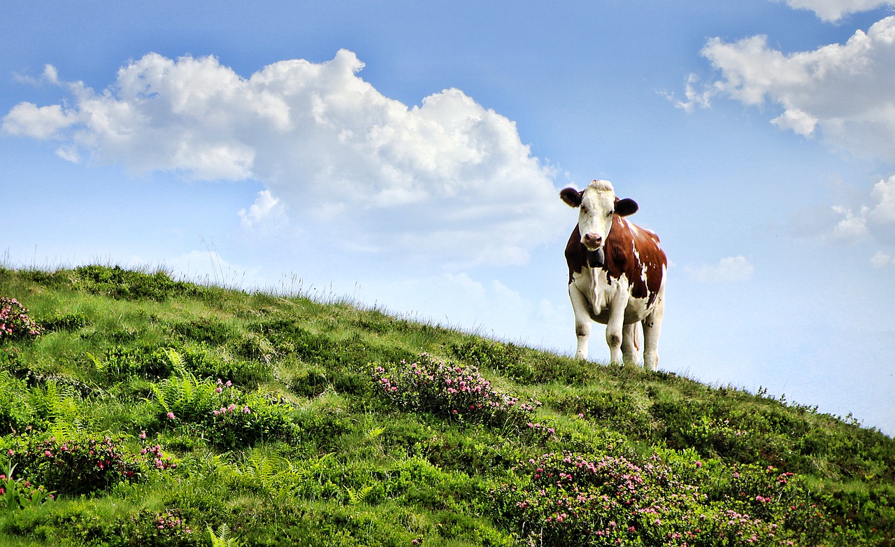 El precio medio de la leche de vaca en origen escaló hasta 0,42 €/l en abril pasado