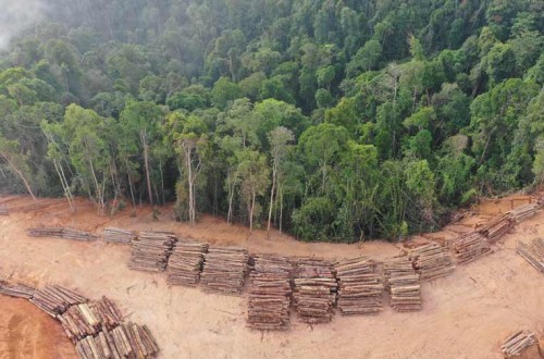 La CE propone prorrogar 12 meses la aplicación progresiva de la ley contra la deforestación