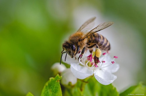 Normativa de pesticidas, reducción sin alternativas solo es marketing ecologista. Por Clara Aguilera