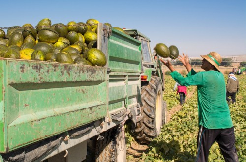 EPA 2º Trimestre 2022: bajan la ocupación y el paro en la rama de Agricultura