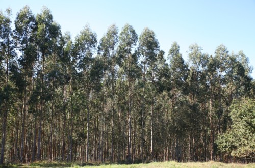 El consumo de madera para papel creció un 2% el pasado año