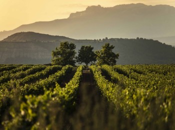 La Rioja convoca ayudas para destilar 18,5 millones de litros de vino excedentarios y destina 15,8 millones de euros