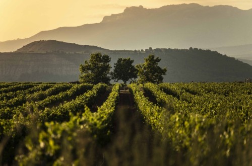 La Rioja convoca ayudas para destilar 18,5 millones de litros de vino excedentarios y destina 15,8 millones de euros