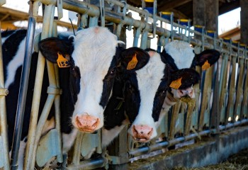 La microbiota del rumen y su importancia para la sostenibilidad