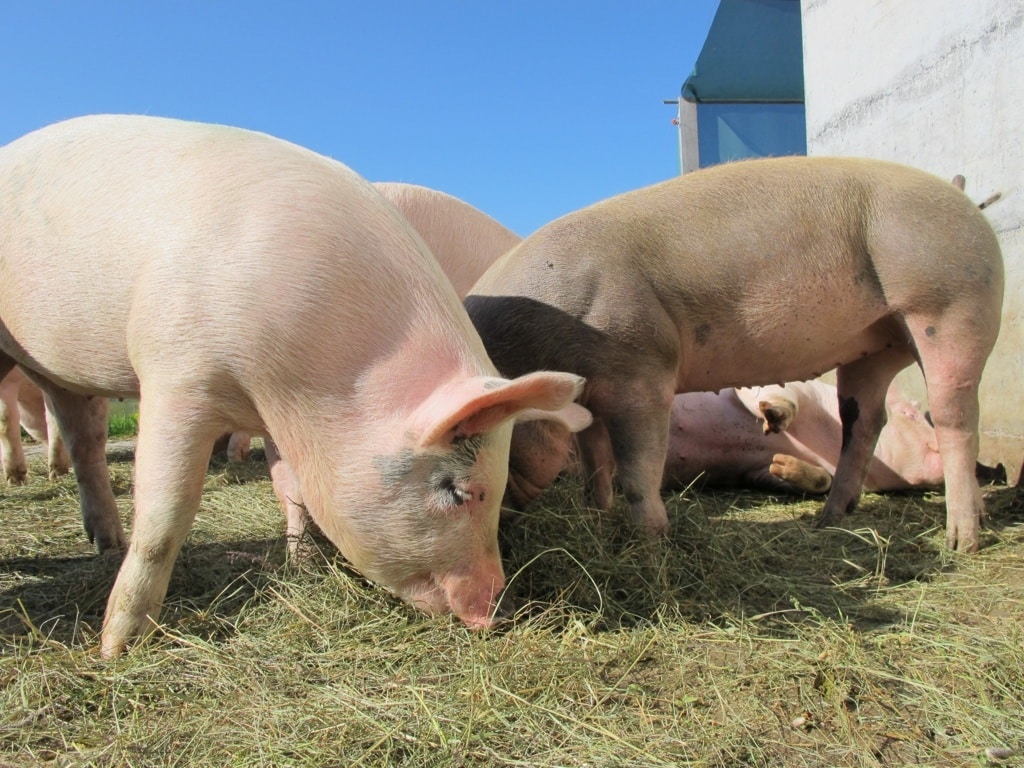 Aumenta el temor del sector porcino español ante la capacidad del virus de la PPA de diseminarse a largas distancias