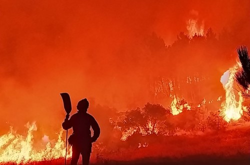 Gestión forestal y ganadería extensiva o una PAC sin ganaderos profesionales. Por Joaquín Gargallo